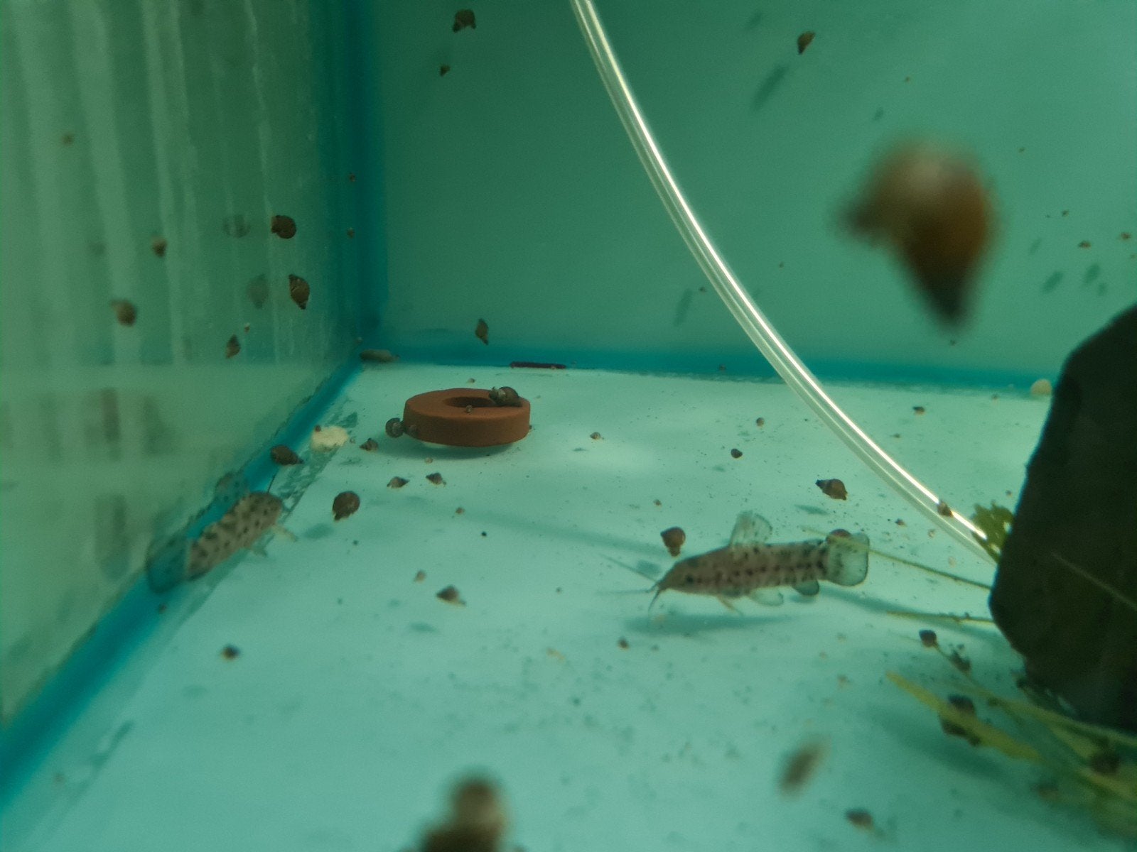 Kwi Kwi meerval, Hoplosternum Thoracatum, pantsermeerval, Dieren en Toebehoren, Vis, Zoetwatervis
