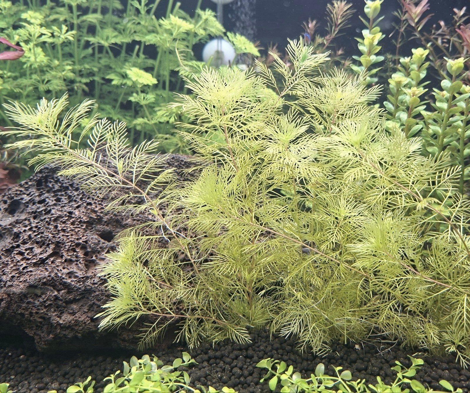 Super zeldzaam Myriophyllum "golden" plant, Ophalen of Verzenden, Nieuw, Plant(en), Steen of Hout