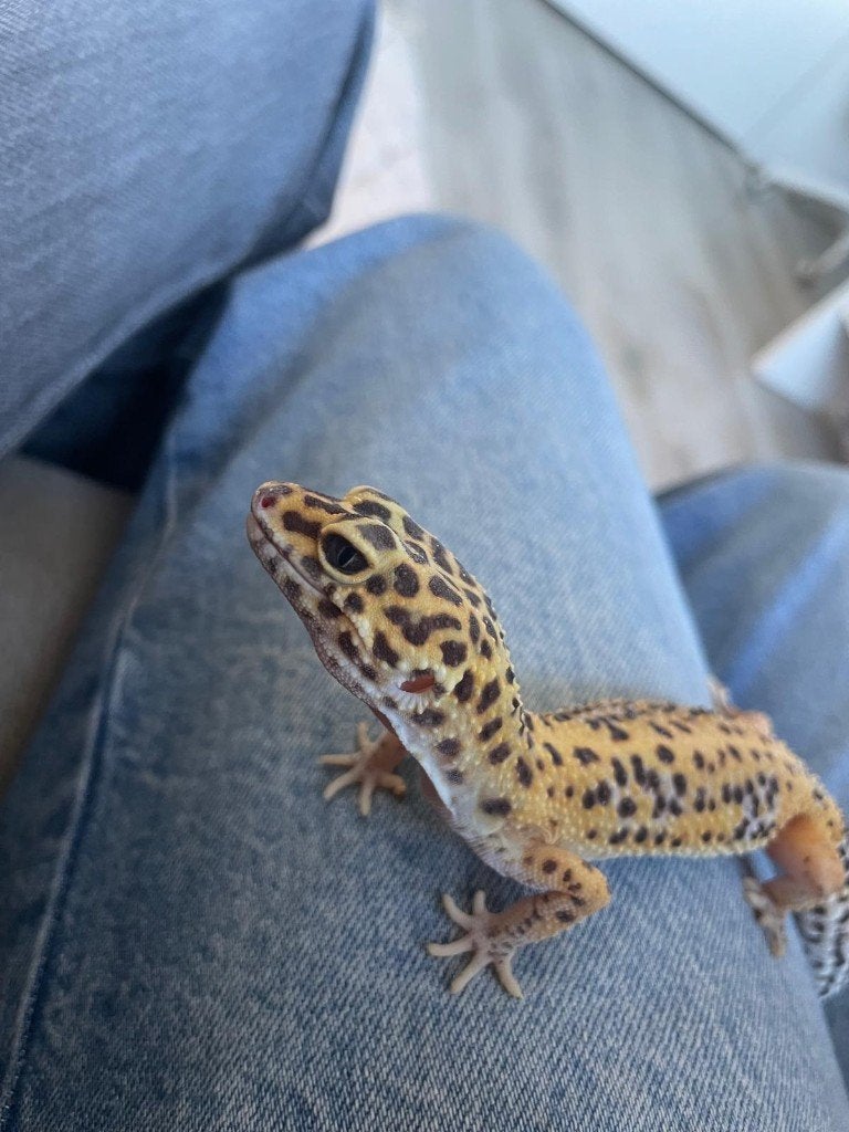2x Luipaardgekko (vrouwtjes), Dieren en Toebehoren, Reptielen en Amfibieën, Hagedis, Tam, 3 tot 6 jaar