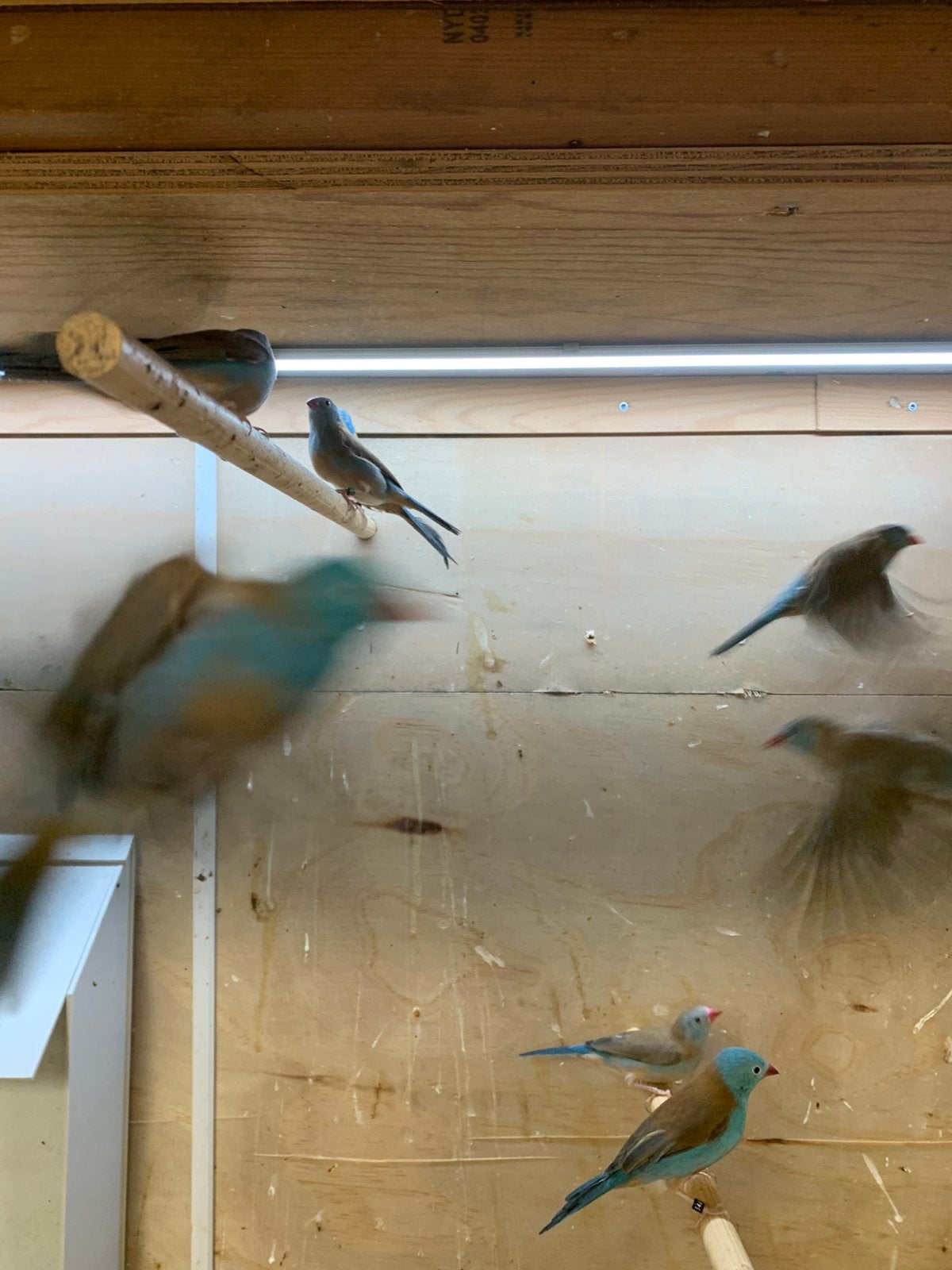 blauw fazantjes, Dieren en Toebehoren, Meerdere dieren