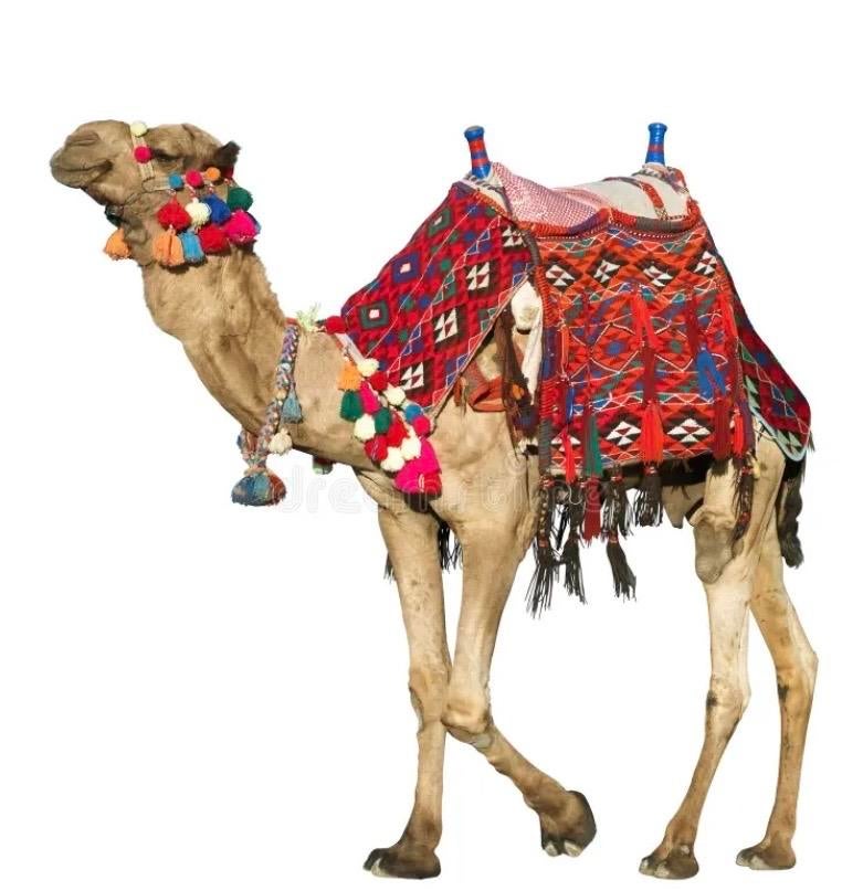 Origineel zadel dekje voor kamelenzadel, Ophalen of Verzenden