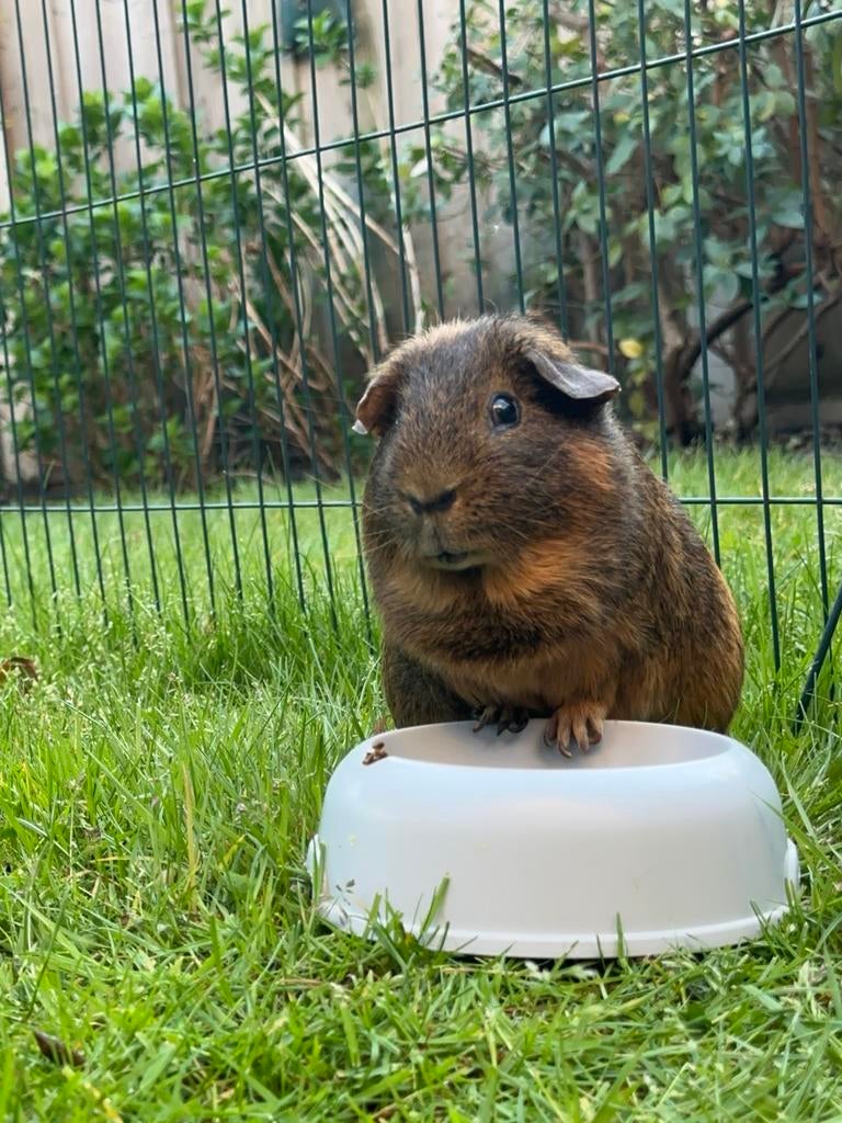Cavia zoekt maatje! Gratis op te halen (incl. kooi etc), Dieren en Toebehoren, Knaagdieren, September, Mannelijk, Cavia