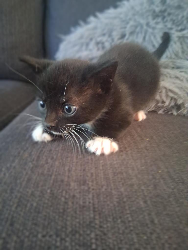Super lieve kitten, Meerdere dieren, Ontwormd, 0 tot 2 jaar