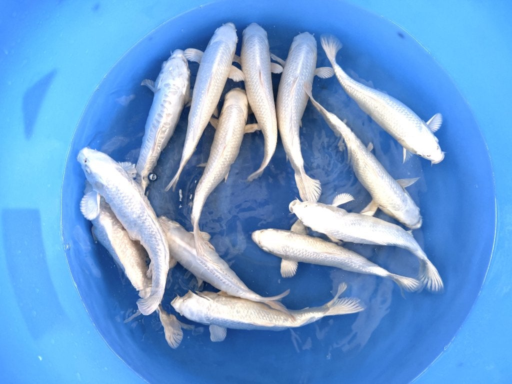 Japankoi, nu eind seizoen verkoop, extra korting, Karper of Koi