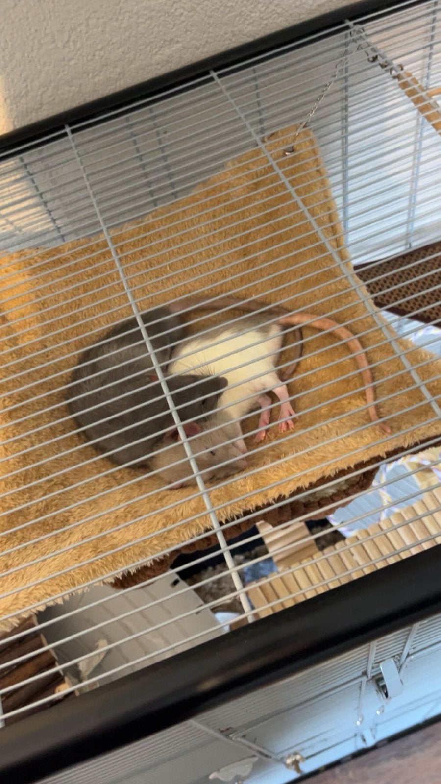 2 mannelijke ratten te koop, Ophalen, Zo goed als nieuw, Kooi, Minder dan 60 cm
