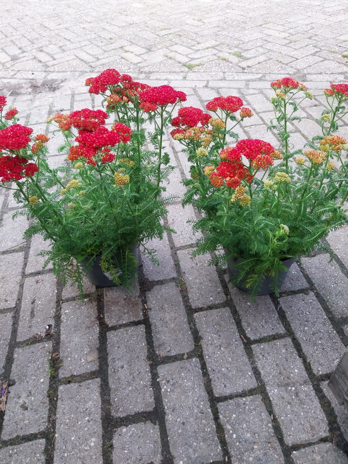 Vaste planten in pot - Diverse soorten, Ophalen, Vaste plant, Overige soorten, Volle zon