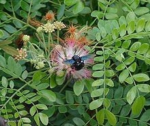 15 x Albizia saman zaden (verzenden kan ook), Ophalen, Gehele jaar, Volle zon, Zaad