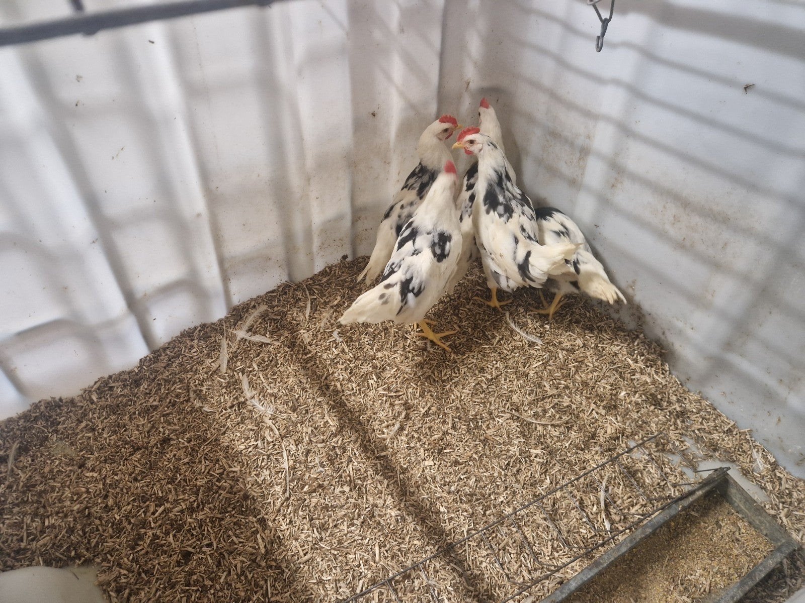 Bonte Leghorn hanen te koop., Dieren en Toebehoren, Mannelijk, Kip