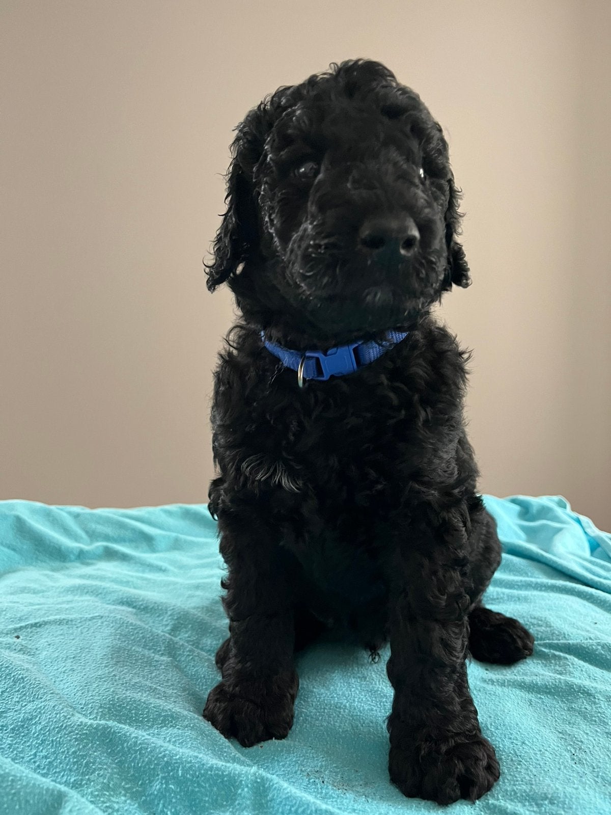 Labradoodle pups  wit en zwart, Overige rassen, 8 tot 15 weken, Meerdere, Meerdere dieren