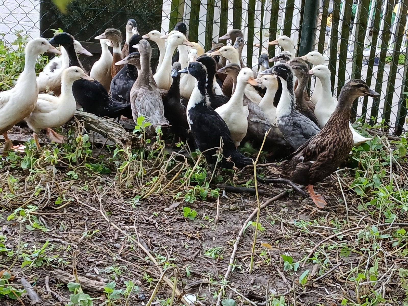 Jonge eenden, Dieren en Toebehoren, Pluimvee, Meerdere dieren, Eend