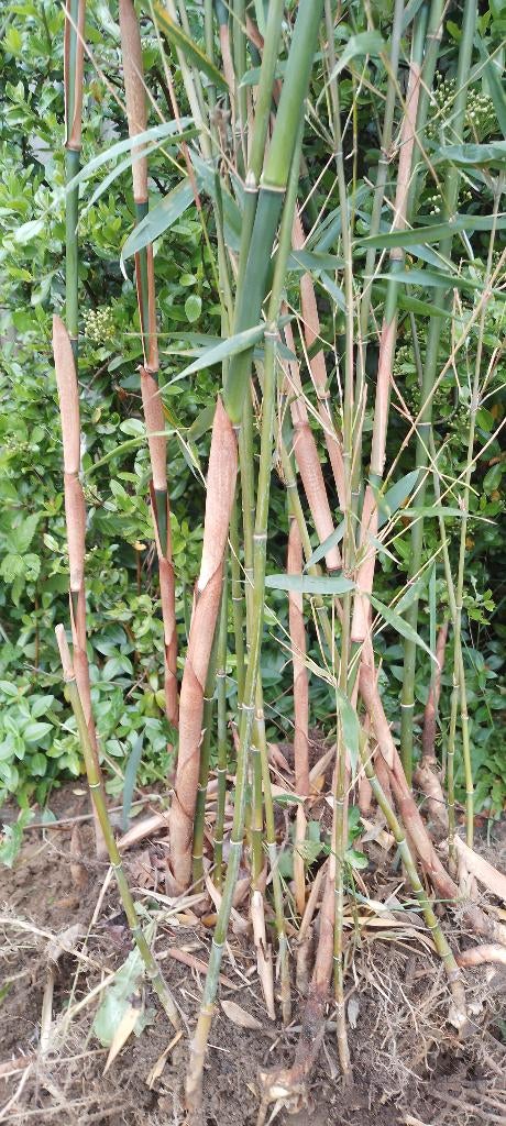 Fargesia Scabrida bamboe, niet woekerende soort, Tuin en Terras, Ophalen, Bamboe, Struik, 250 cm of meer