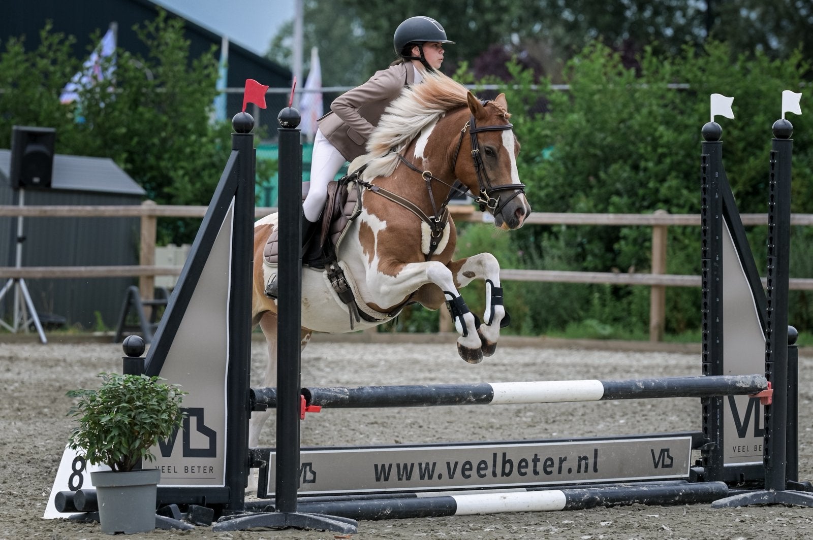 Toppony James , Allround en bomproof !, Dieren en Toebehoren, Pony's, Ruin, 3 tot 6 jaar, Recreatiepony, D pony (1.37m tot 1.48m)