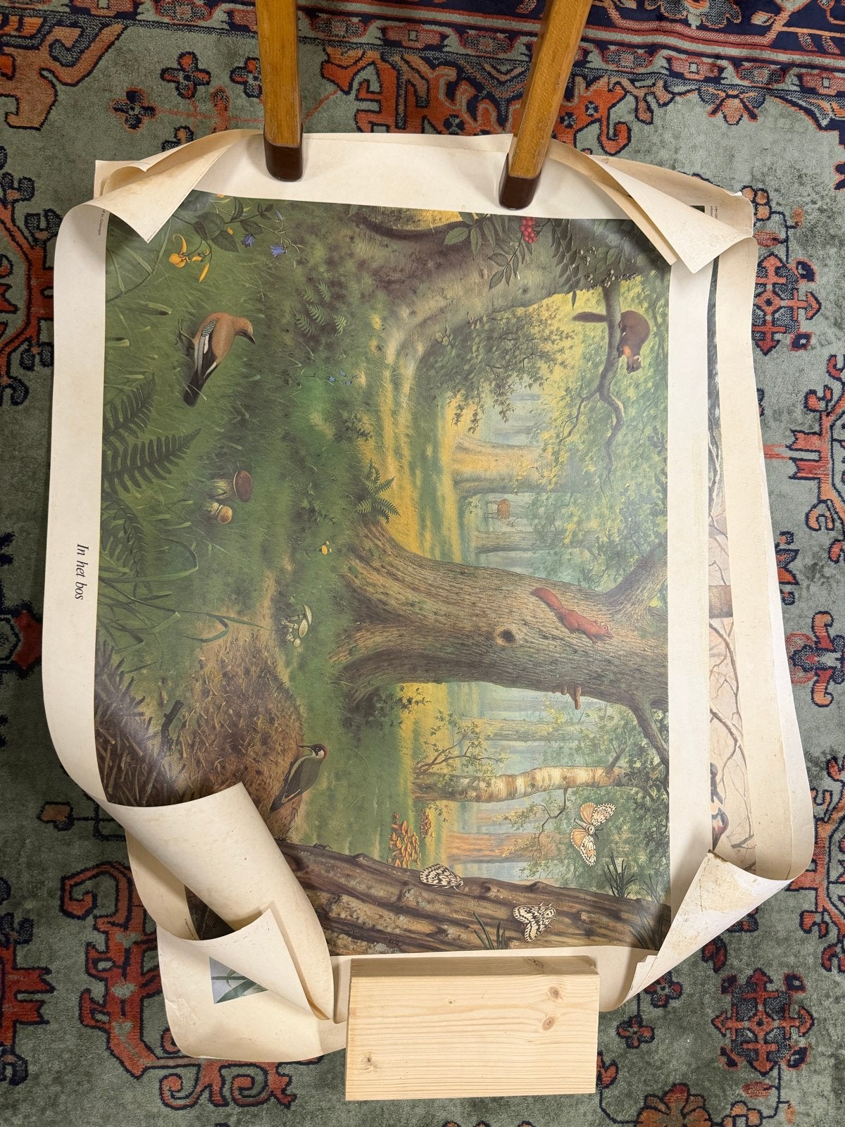 Vintage schoolplaat 'In het bos' - Natuur & Biologie, Antiek en Kunst, Antiek | Schoolplaten, Ophalen, Natuur en Biologie