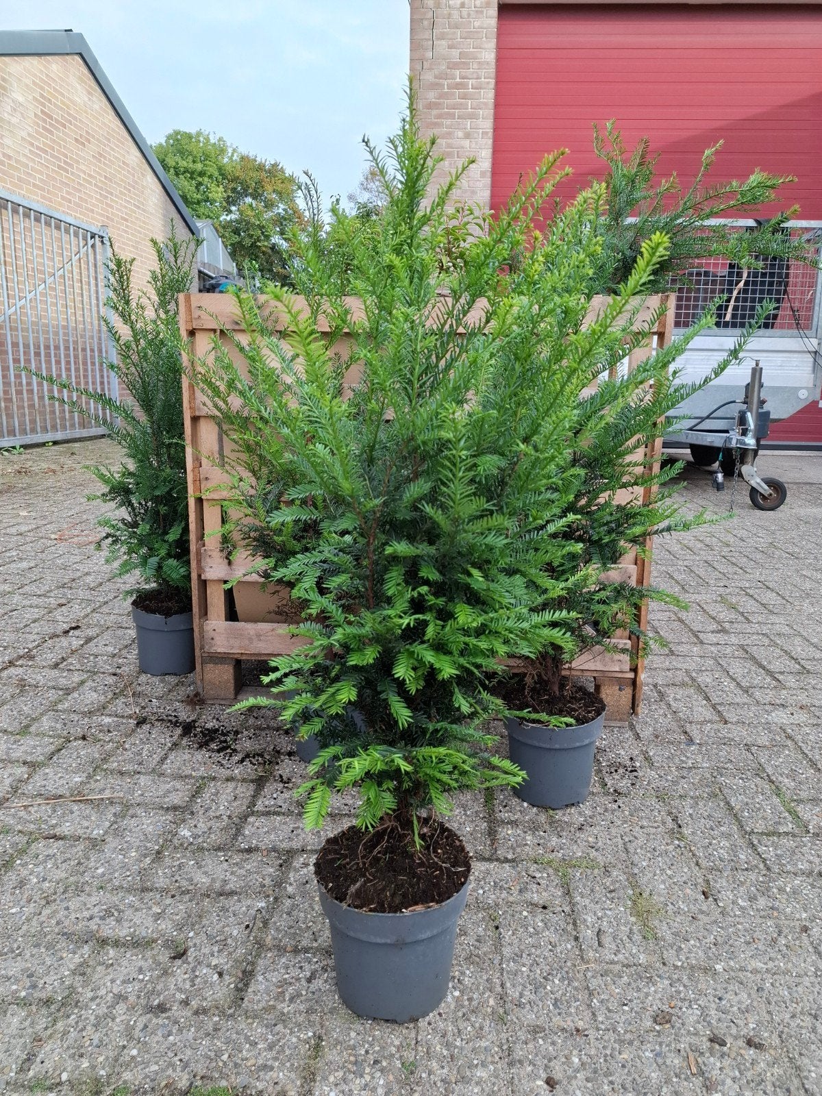 taxus bacata mooie grote planten, Ophalen of Verzenden, Taxus, Minder dan 100 cm