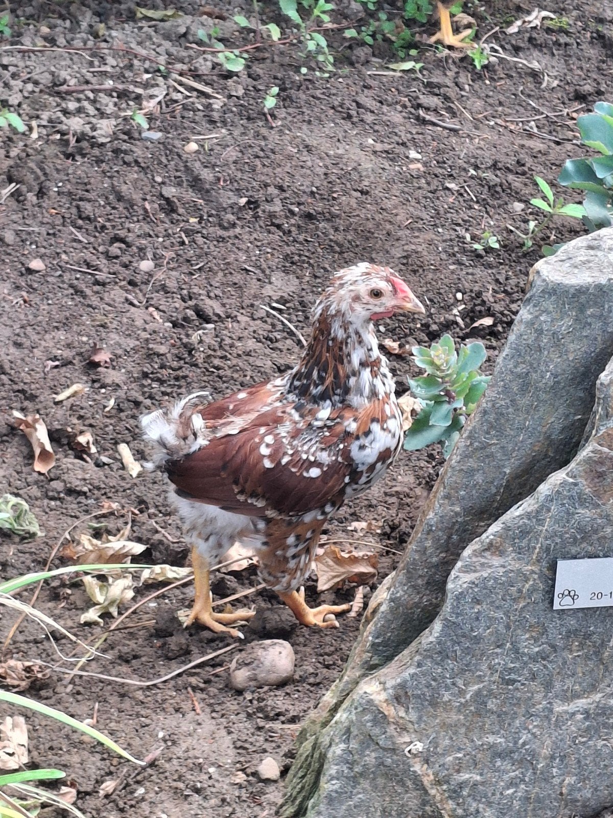 Wyandotte kriel haantje porselein, Mannelijk, Kip