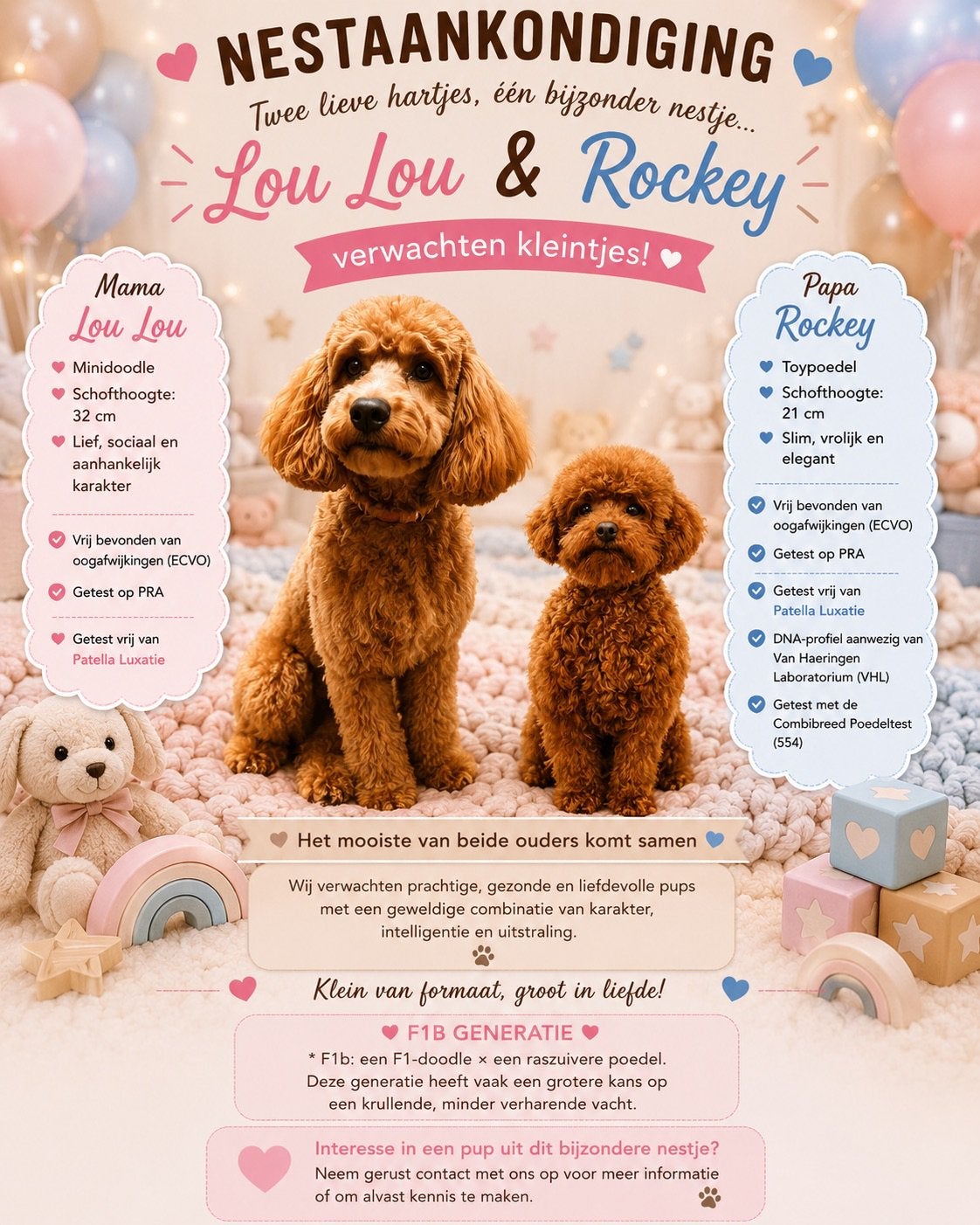 Mini Doodle x Toypoodle, Dieren en Toebehoren, Honden | Niet-rashonden, Klein, Meerdere dieren, Fokker | Hobbymatig, Meerdere
