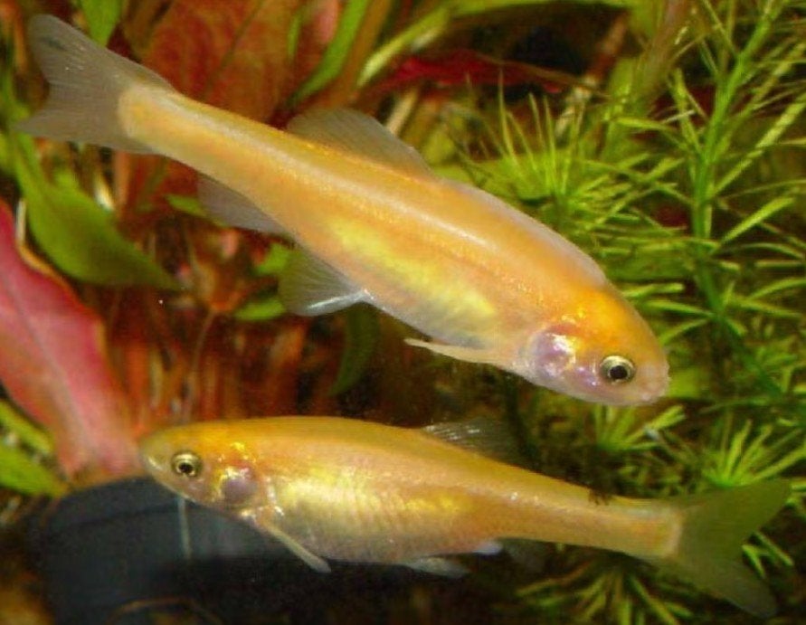 Goud Elrits vijvervis 0.50cent/pst, Dieren en Toebehoren, Karper of Koi