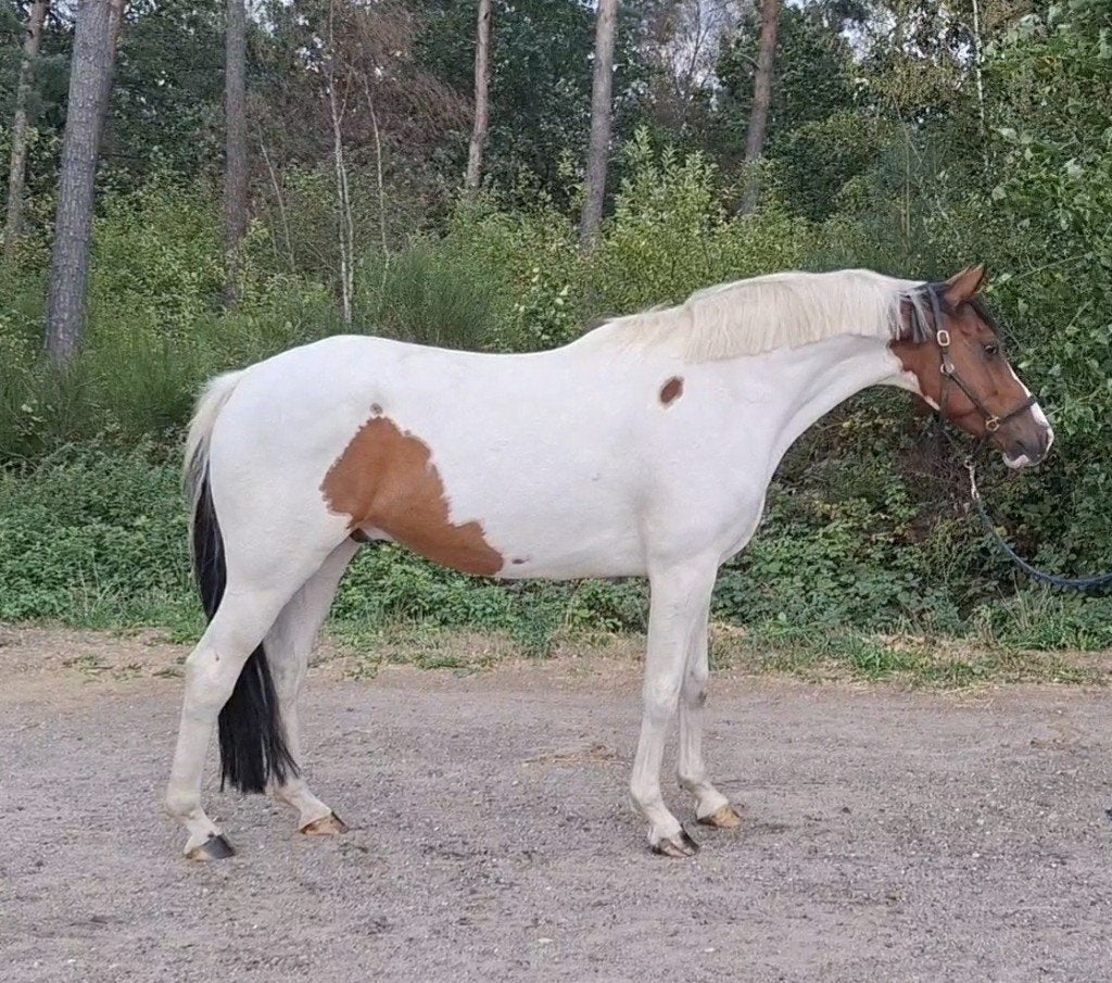 9 jarige zeer knappe bonte ruin * recreatief gereden *, B, Ruin, 7 tot 10 jaar, 160 tot 165 cm