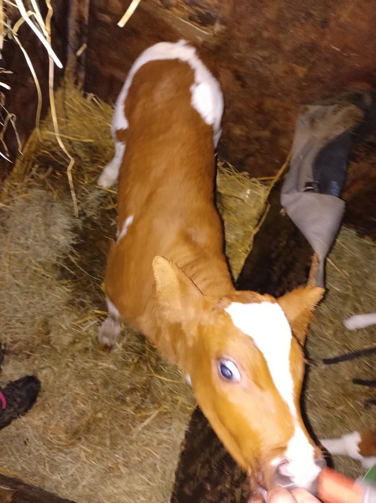 blaarkop brand rode  raszuivere mrij stiers kalf te koop, Dieren en Toebehoren, Meerdere dieren