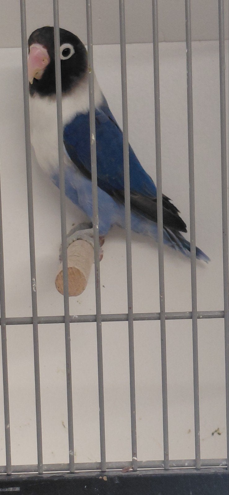 personata violet pop 15-2026, Vrouwelijk, Dwergpapegaai of Agapornis