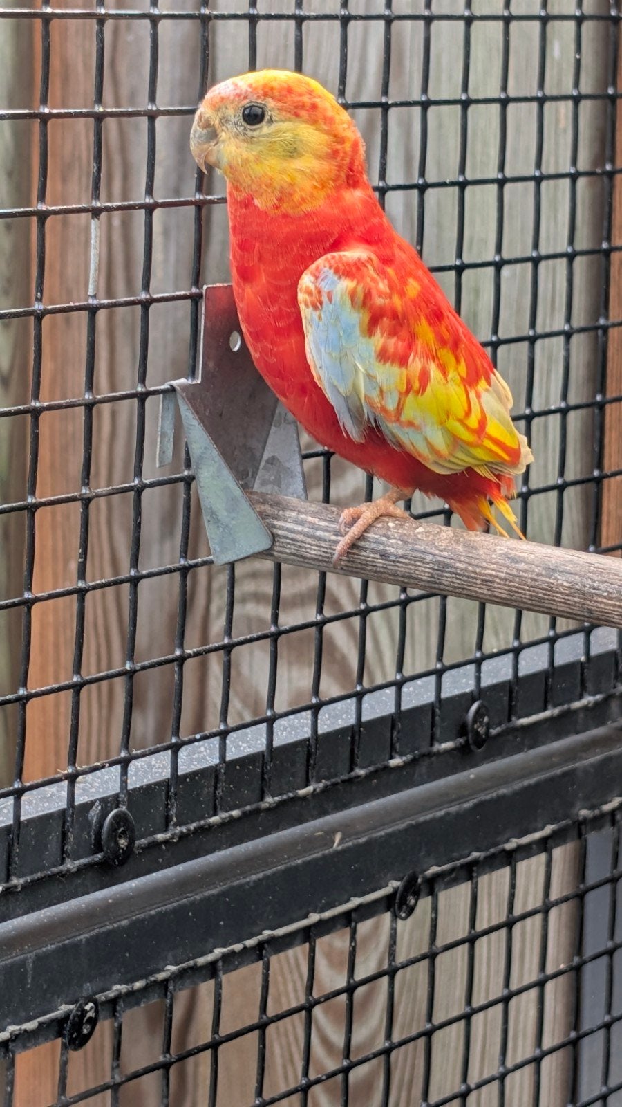 Turquoisine opaline dilute, Dieren en Toebehoren, Meerdere dieren, Parkiet