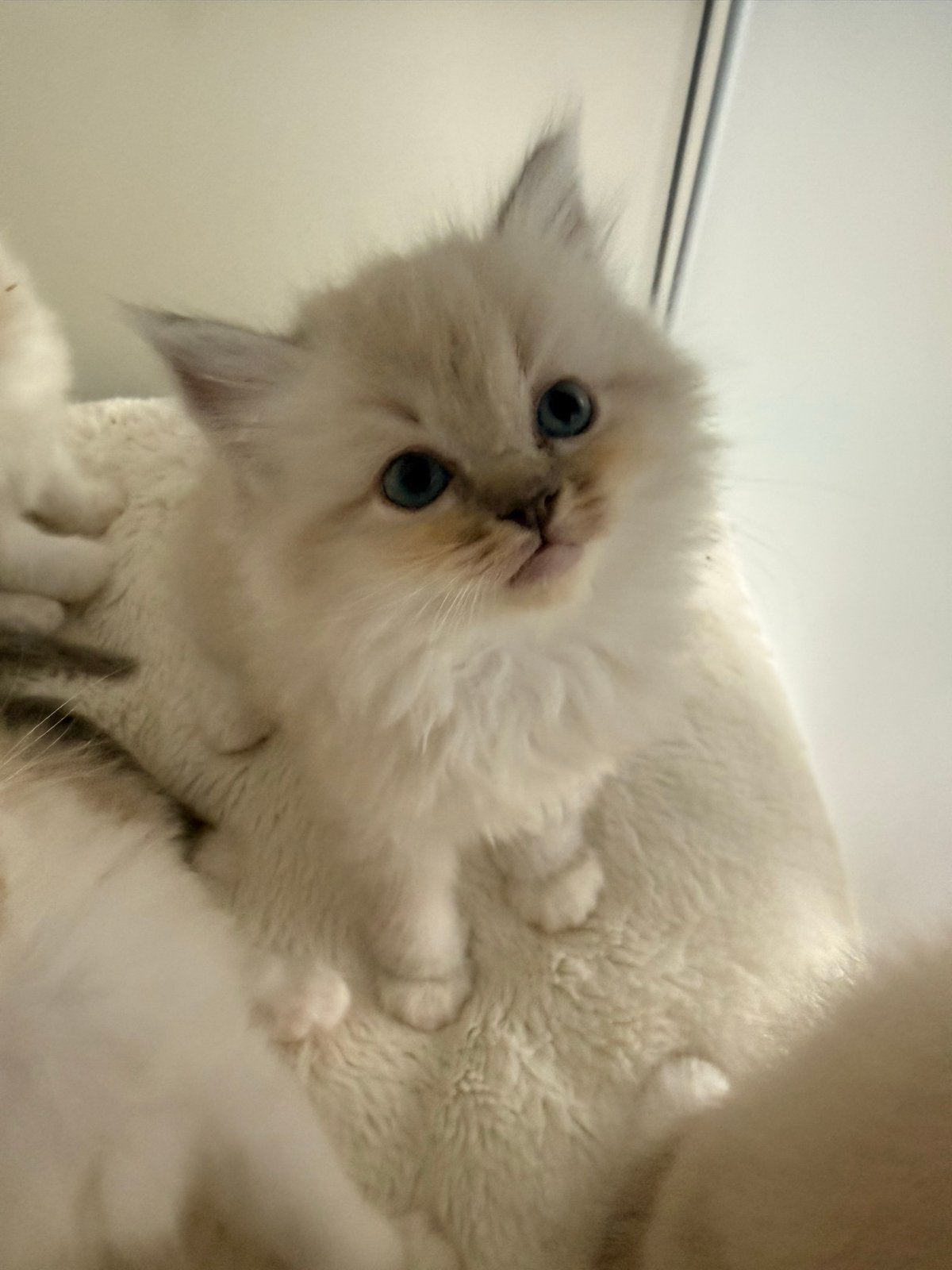 Raszuivere Ragdoll Kittens, Dieren en Toebehoren, Meerdere dieren, Langharig, 0 tot 2 jaar