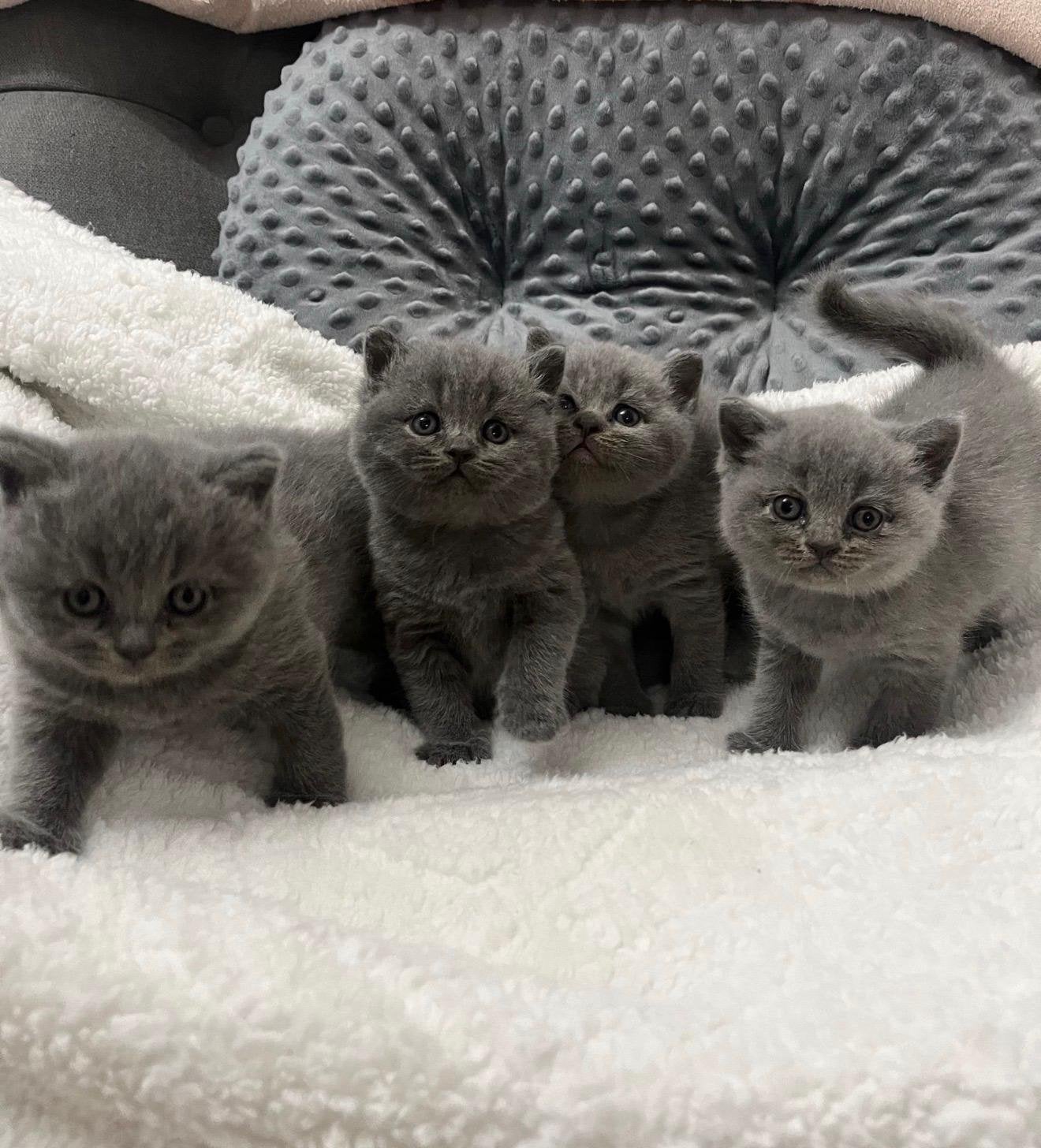 Britsw kittens, Dieren en Toebehoren, Meerdere dieren, Ontwormd