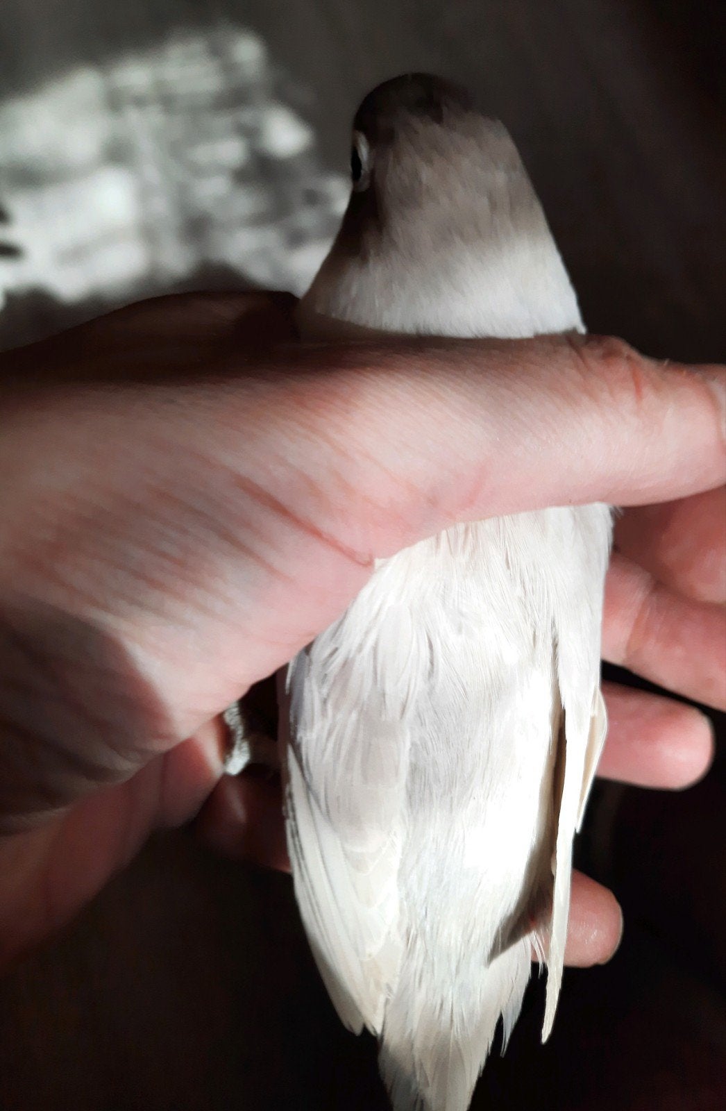 prachtige agapornis personata pastel pop met dna, Vrouwelijk, Dwergpapegaai of Agapornis, Geringd