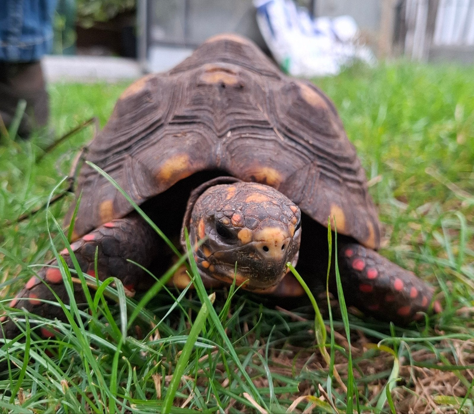Kolenbrander landschildpad, Dieren en Toebehoren, Schildpad, Tam, 3 tot 6 jaar