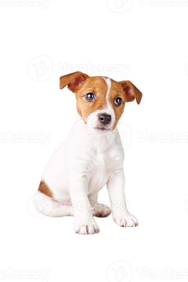 Gezocht fokker die deze kleur jack russel heeft, Parvo, Jack Russell Terriër, 8 tot 15 weken, Teef