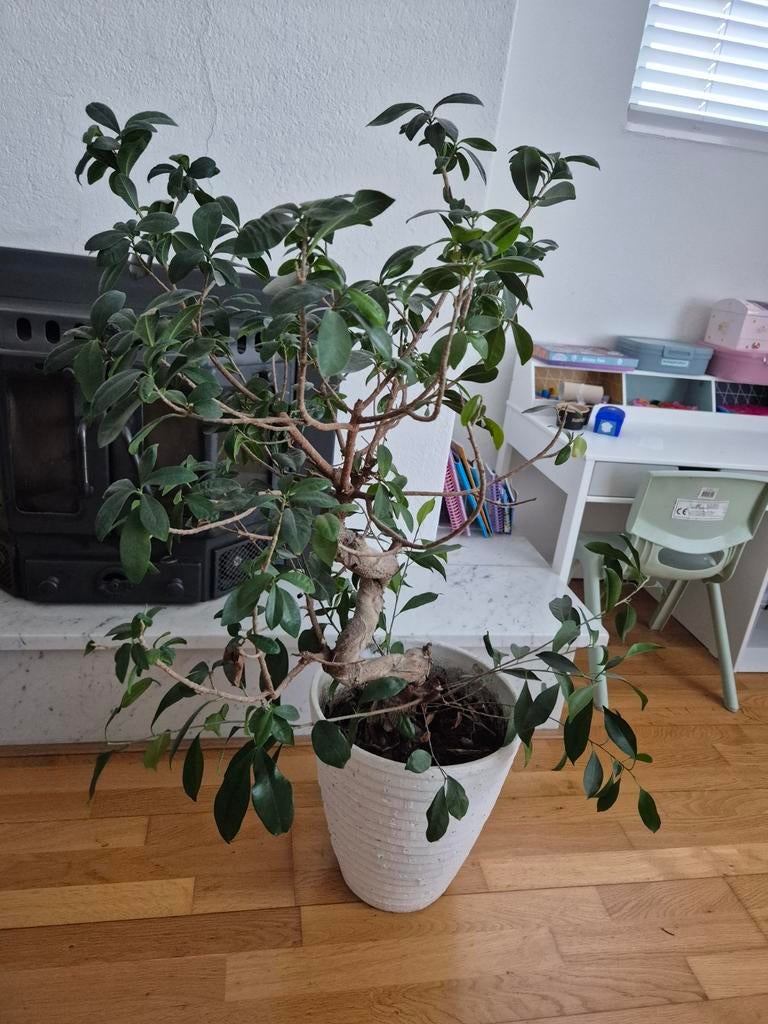 Plant met pot (bonsai), Huis en Inrichting, Ophalen, Halfschaduw, In pot, Minder dan 100 cm