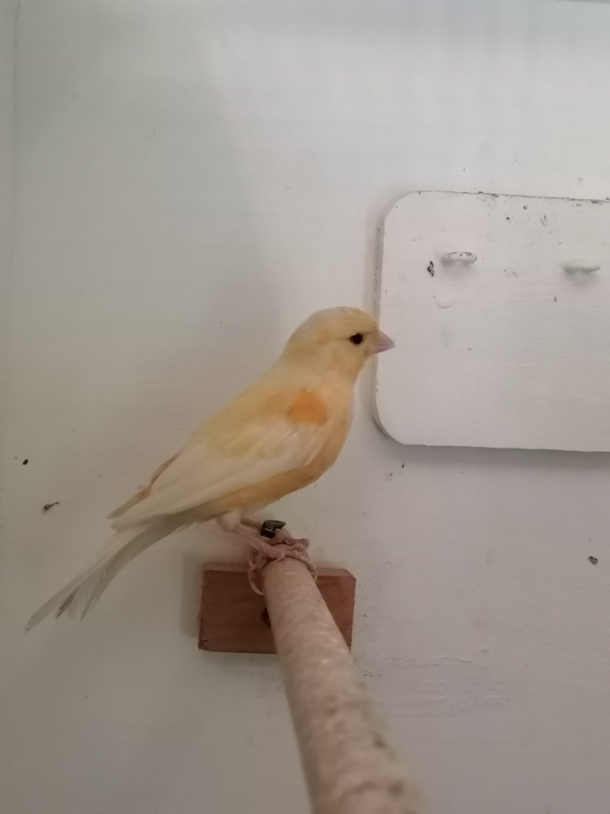 Kanarie, Dieren en Toebehoren, Mannelijk, Kleurkanarie