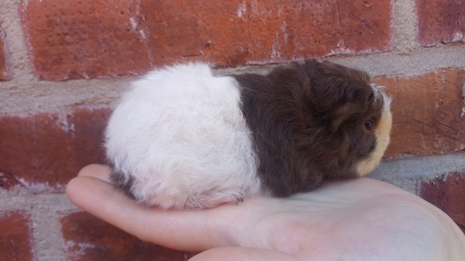 lief ch teddy cavia beertje, Cavia, Juni, Mannelijk, Tam