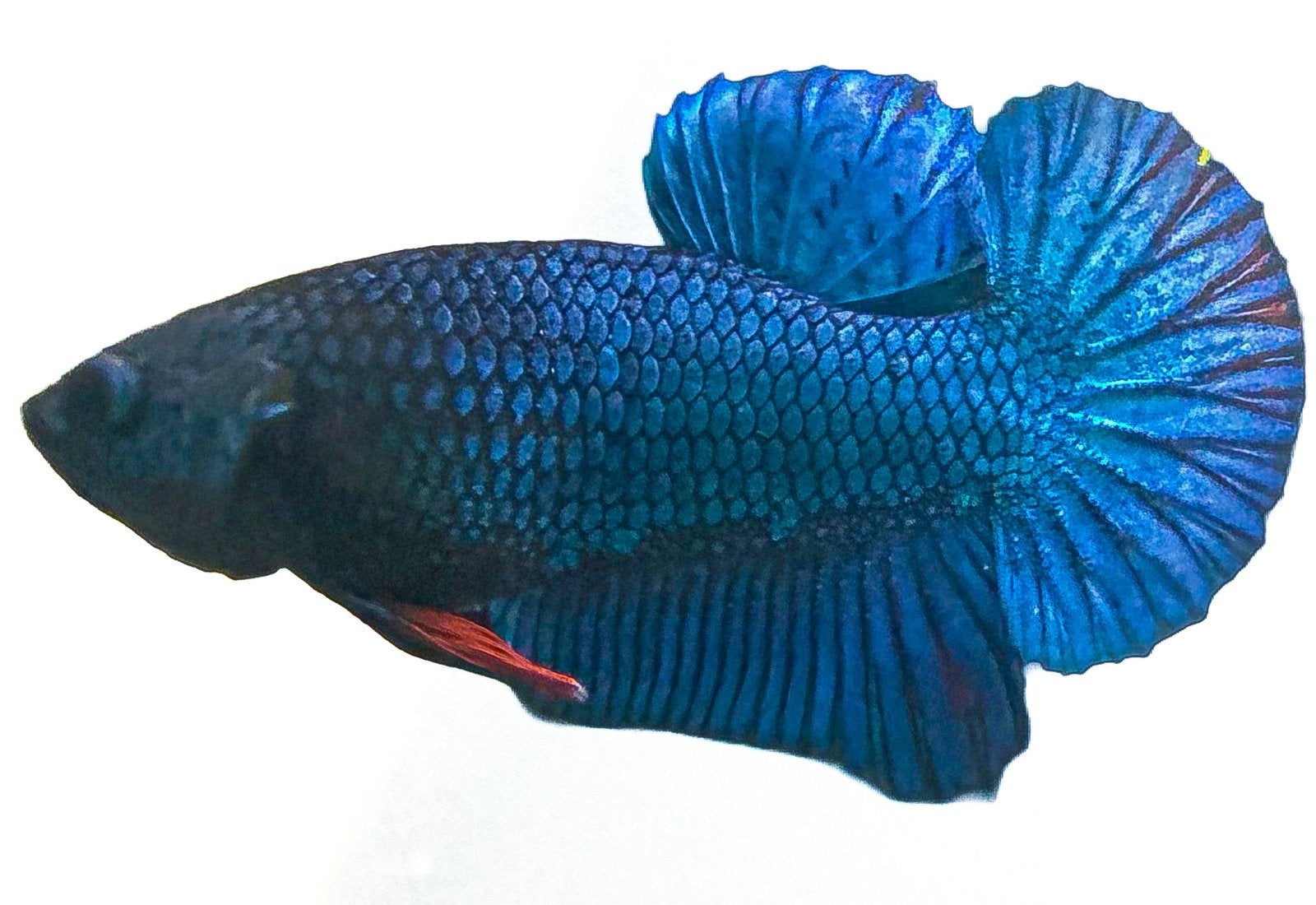 Prachtige Koi / Marble Betta Fry–Top Genetica!, Dieren en Toebehoren, Vissen | Aquariumvissen, Vis, Zoetwatervis, Schoolvis