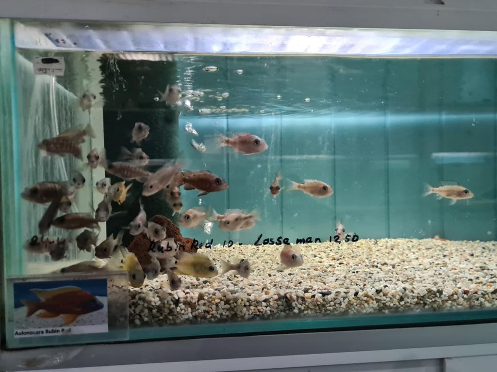 Aulonocara Rubin Red Malawi Cichliden, Vis, Zoetwatervis