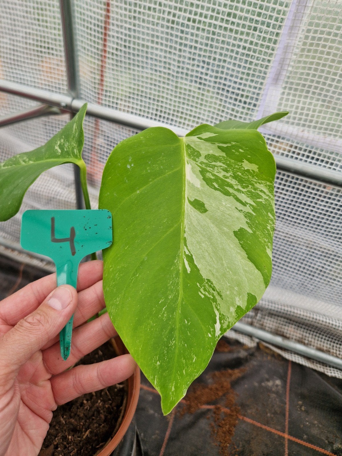 Monstera Deliciosa Albo Variegata kamerplant #4, Ophalen of Verzenden, Halfschaduw, Minder dan 100 cm