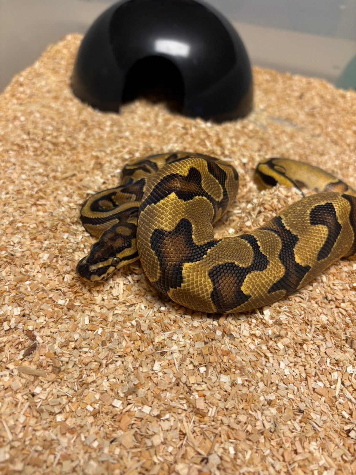 Koningspython 1.0 Pastel Enchi, Dieren en Toebehoren, Reptielen en Amfibieën, Slang, 0 tot 2 jaar