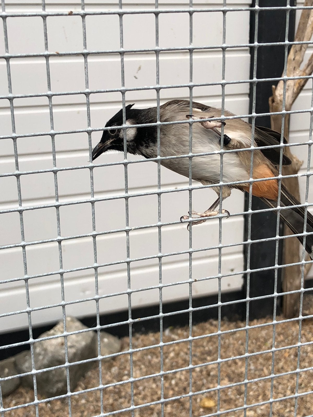 Koppel Buulbuul, Dieren en Toebehoren, Vogels | Overige Vogels, Meerdere dieren