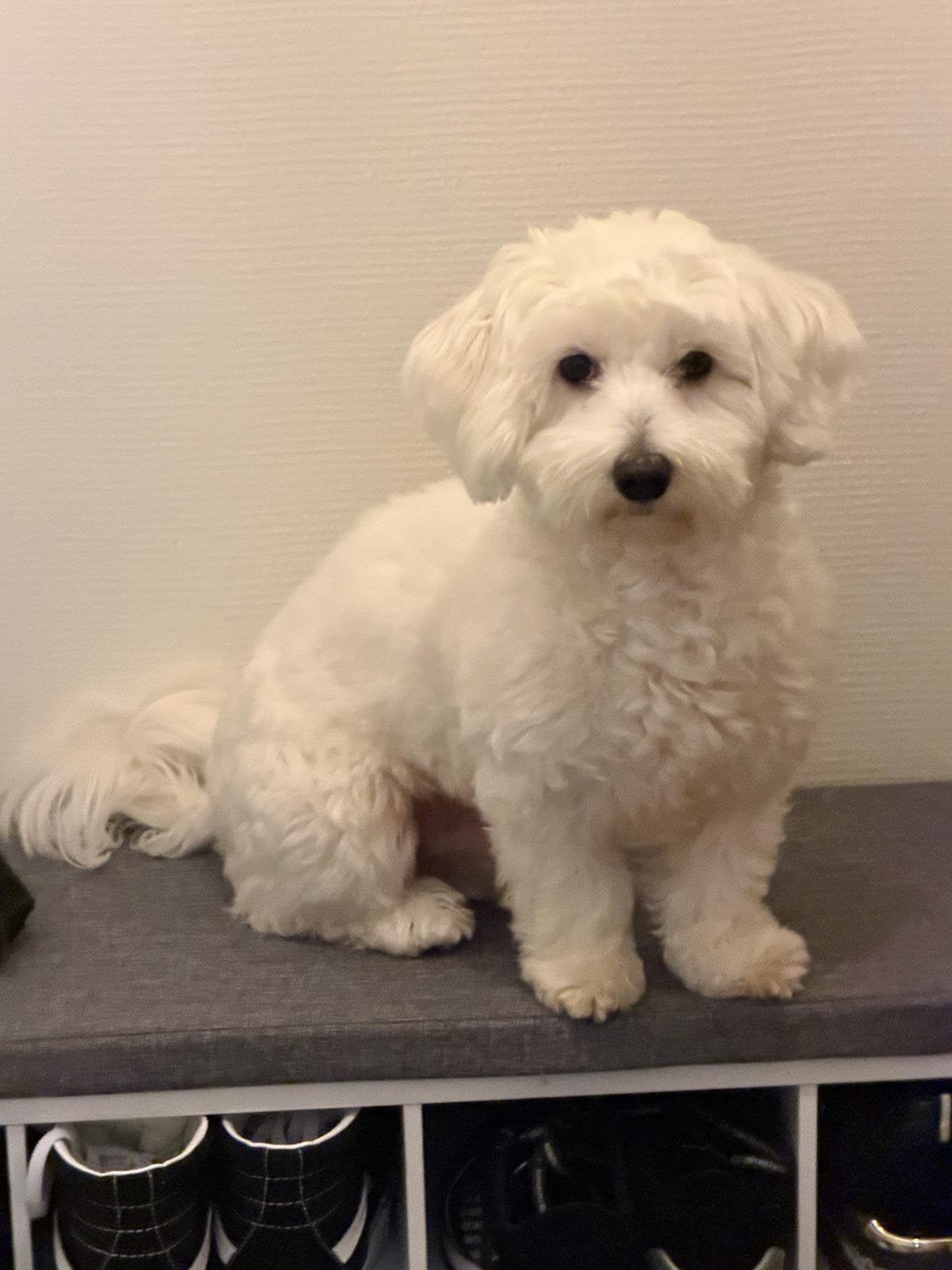 Lieve Maltezer aangeboden als dekreu‍️, België, Maltezer, Particulier, Reu