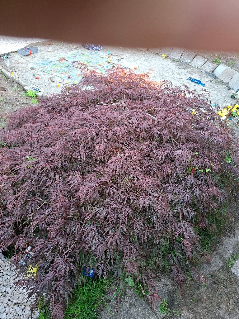 Hele nette Japanse Esdoorn (Acer Palmatum Dissectum), Tuin en Terras, Bloeit niet, Halfschaduw, Overige soorten, Minder dan 100 cm
