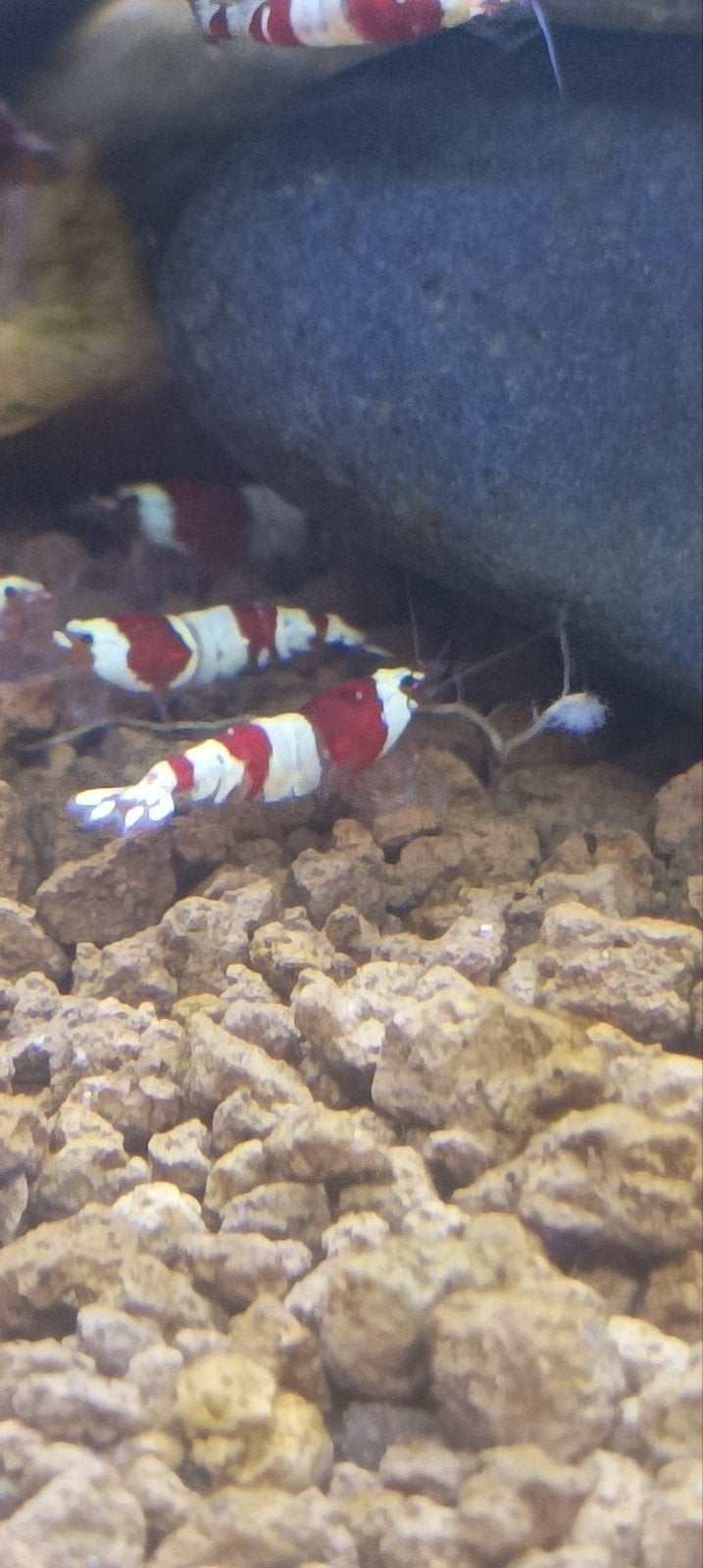 Crystal red garnaal, Kreeft, Krab of Garnaal