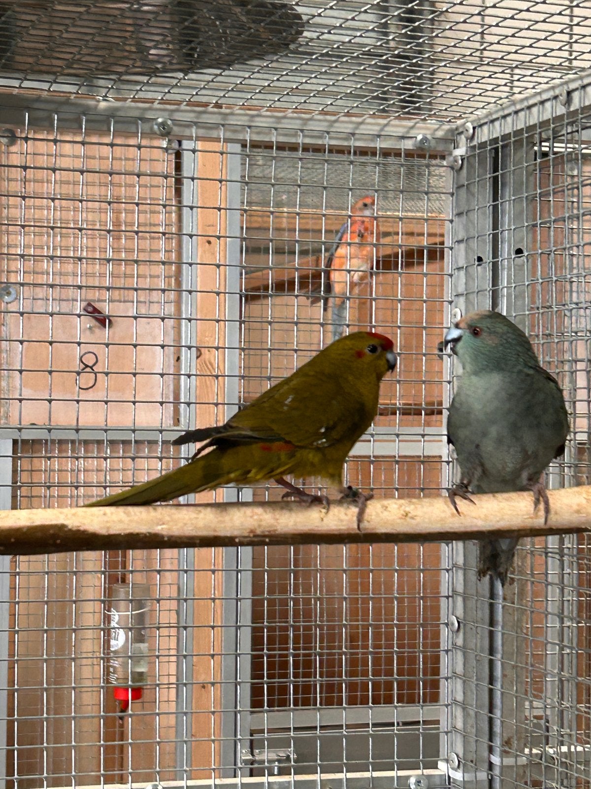 Kakariki, Dieren en Toebehoren, Vogels | Parkieten en Papegaaien