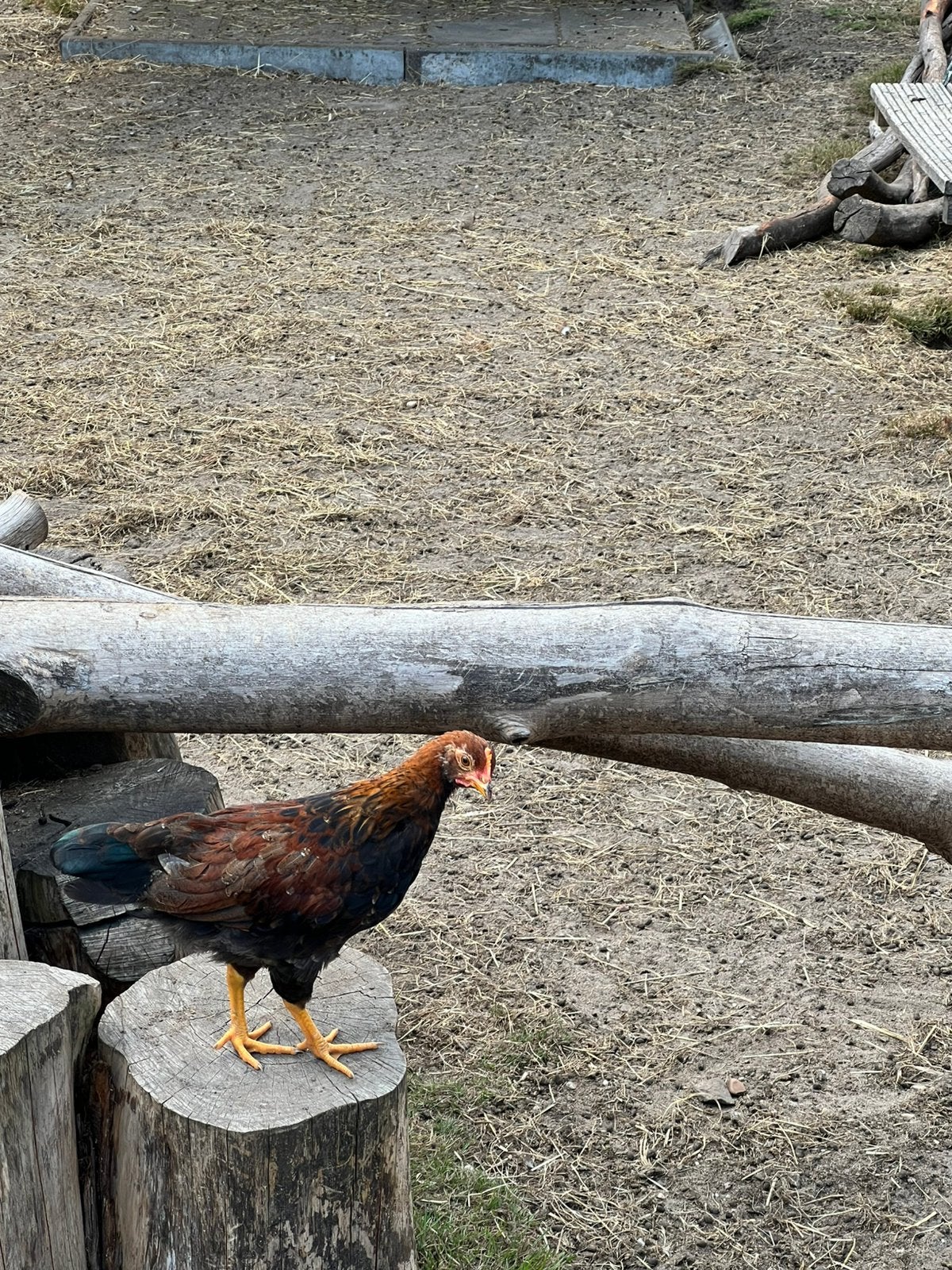 Welsumer kriel haantje, Dieren en Toebehoren, Pluimvee, Mannelijk, Kip