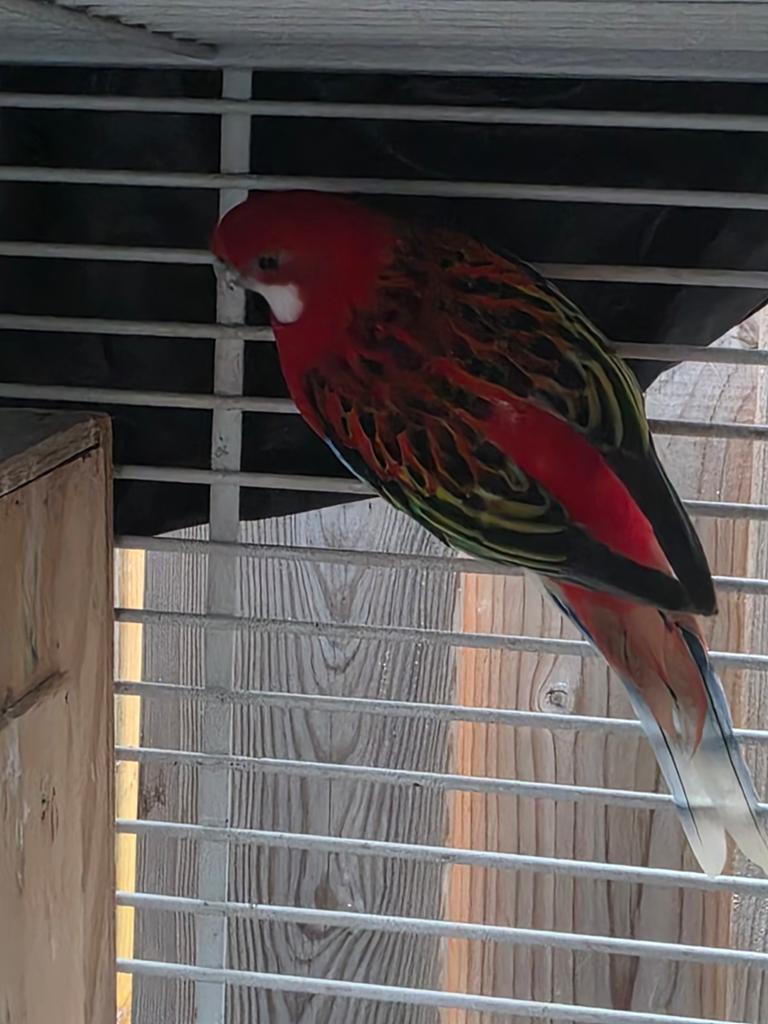 Rosella koppel, Meerdere dieren, Parkiet