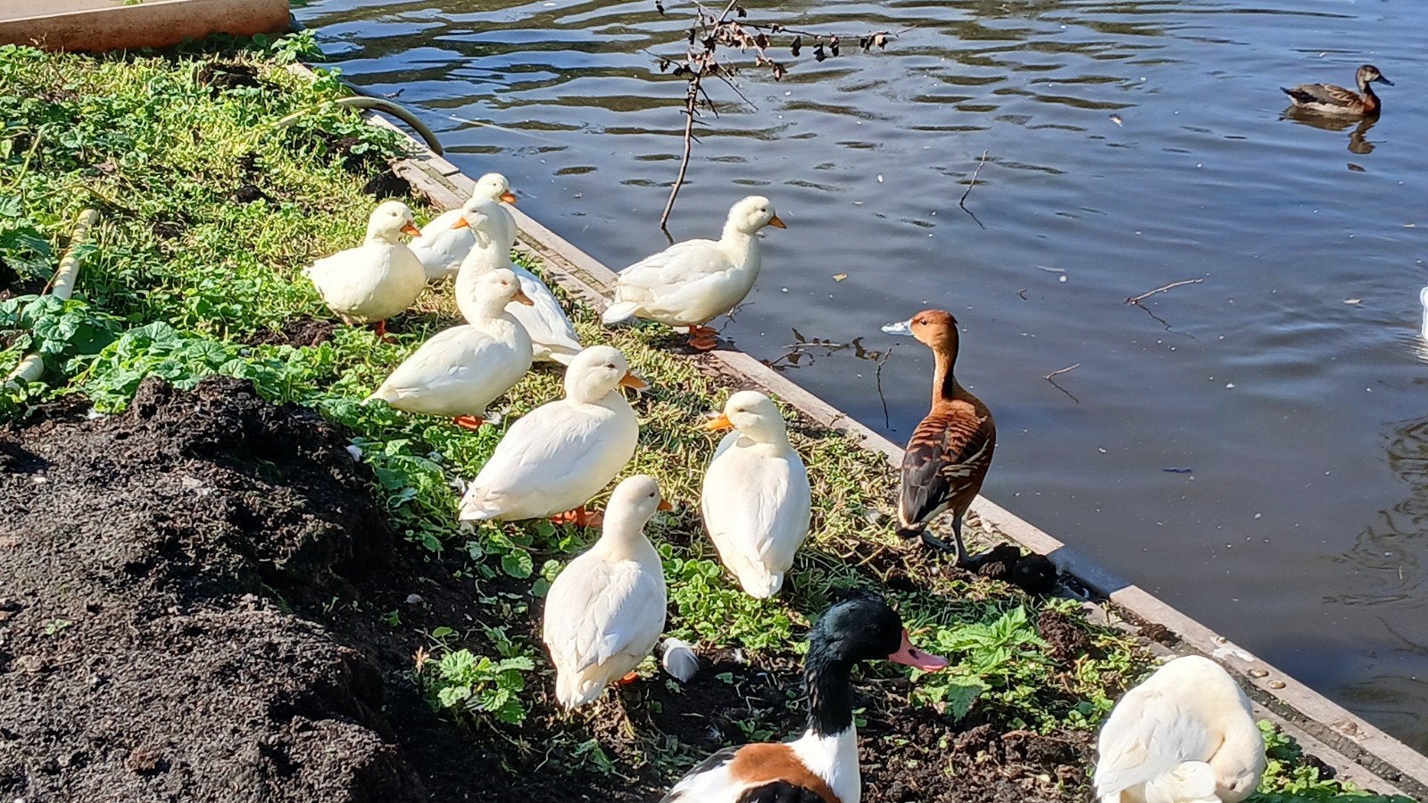 kwakers eenden witte € 20.00 per stuk € 25.00 per stel, Dieren en Toebehoren, Meerdere dieren