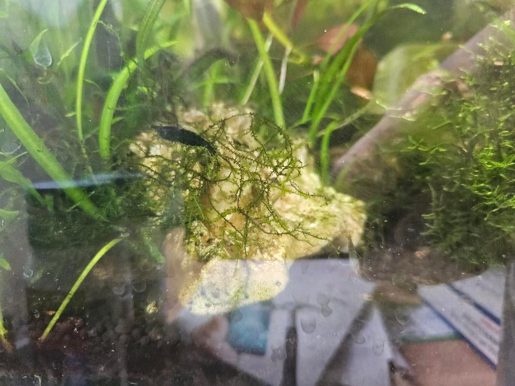 Half was garnalen te koop, Dieren en Toebehoren, Kreeft, Krab of Garnaal, Zoetwatervis