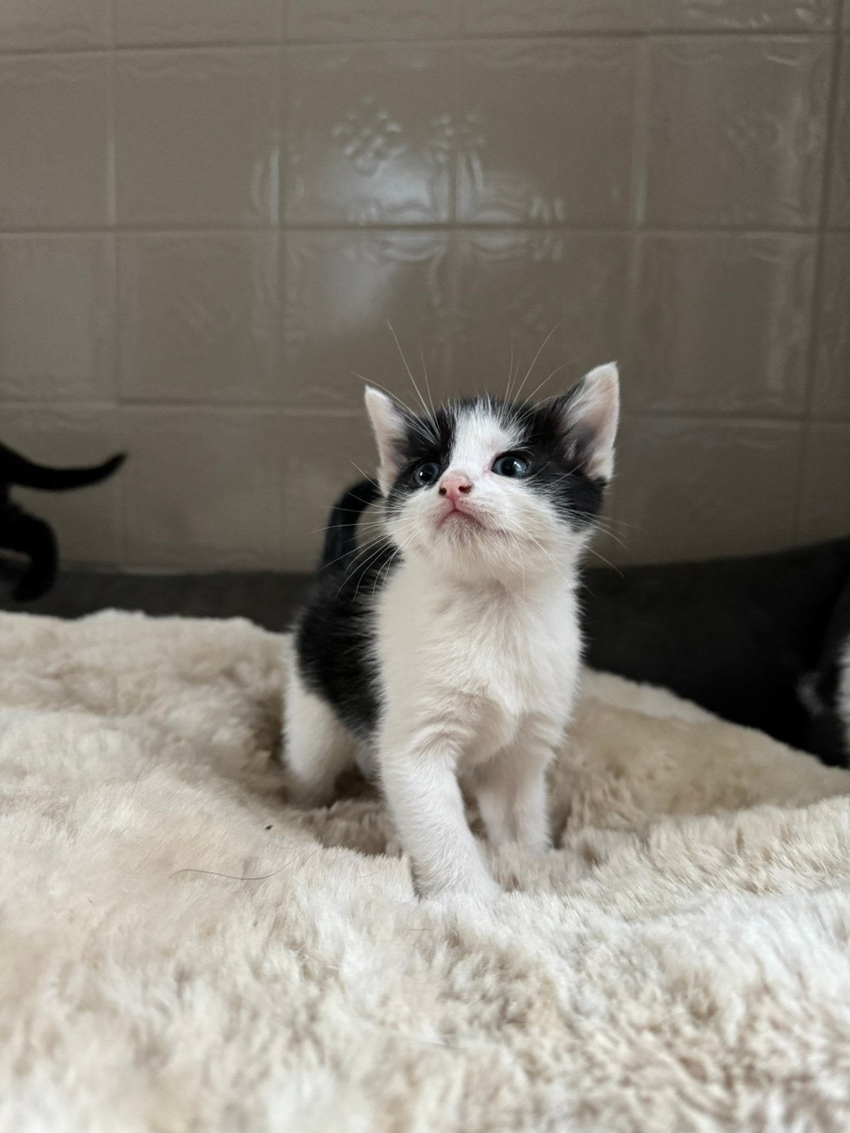 Super lieve boerderijkittens, Dieren en Toebehoren, Meerdere dieren, 0 tot 2 jaar