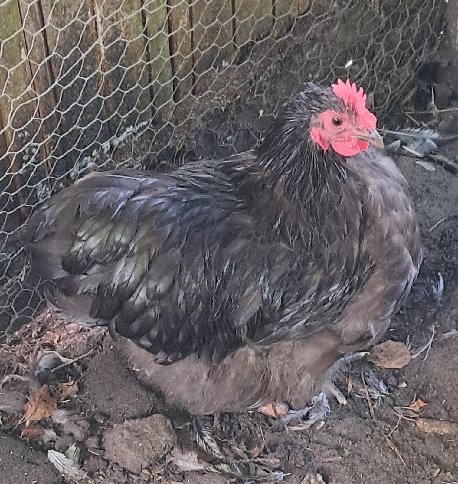 Orpington kriel haan CHOCOLADE/CHOCO mei 2026, Dieren en Toebehoren, Mannelijk, Kip