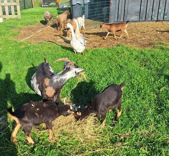 Dwerg geiten met maanvlekken, Meerdere dieren, Geit, 3 tot 5 jaar