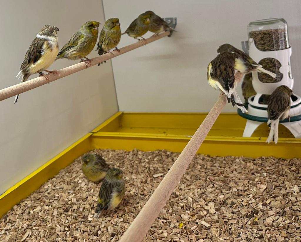 Gloster kanaries, Dieren en Toebehoren, Vogels | Kanaries, Kleurkanarie, Meerdere dieren